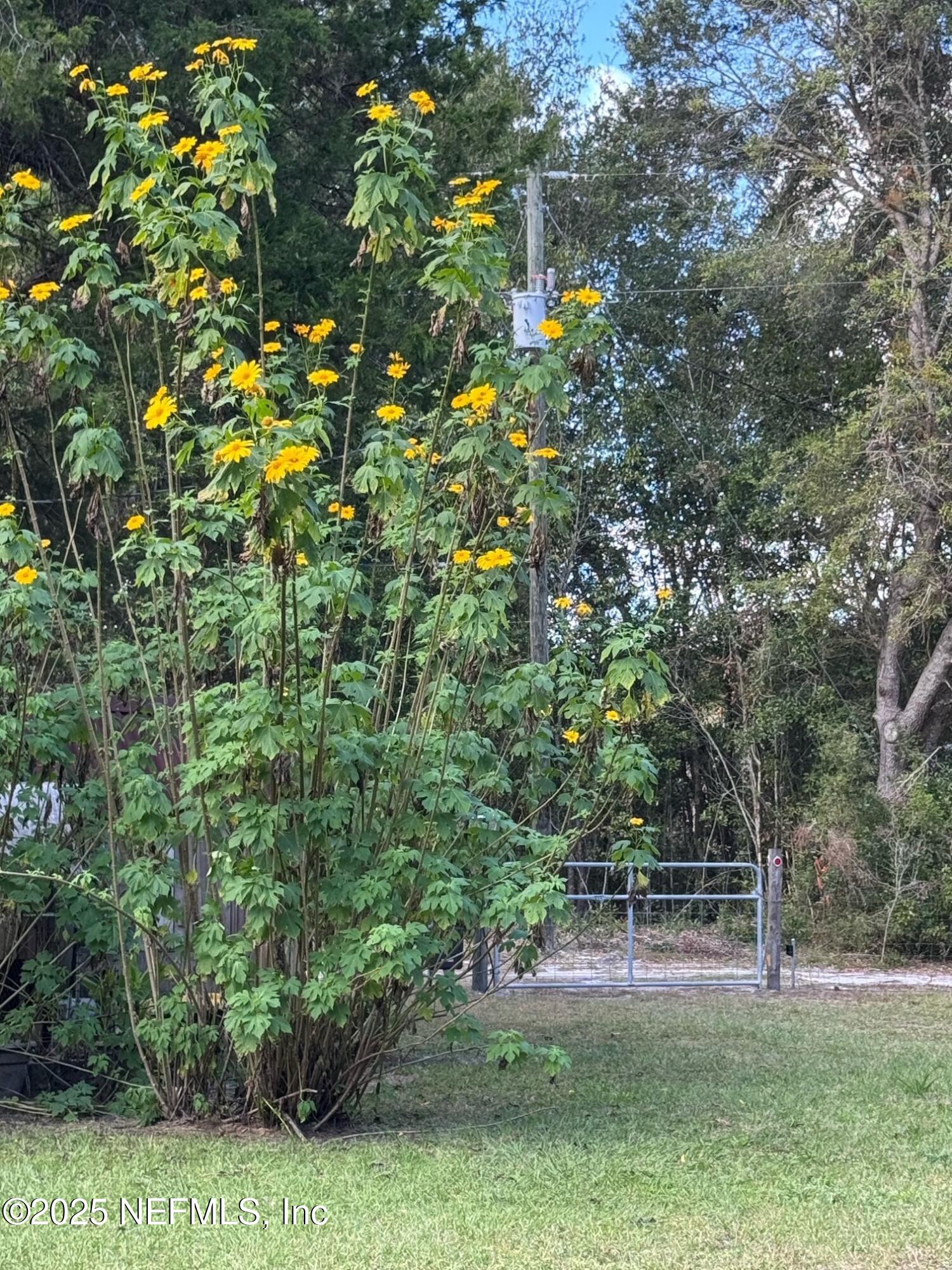 229 Davis Lake Road Palatka, FL 32177 - Photo 58 of 73 a view of a yard with plants
