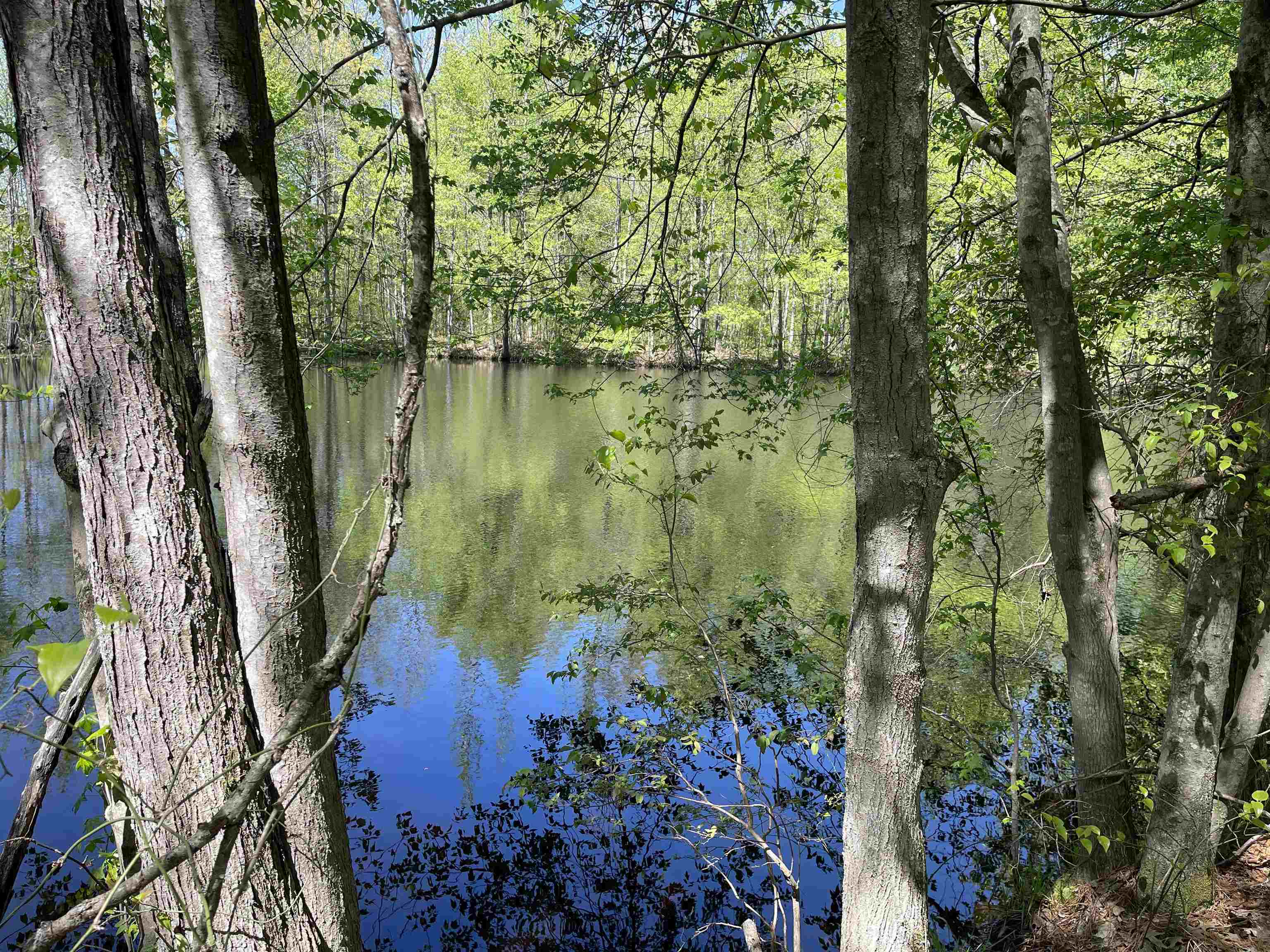 1 Woods Road Adamsville, TN 38310 - Photo 11 of 24 a view of lake