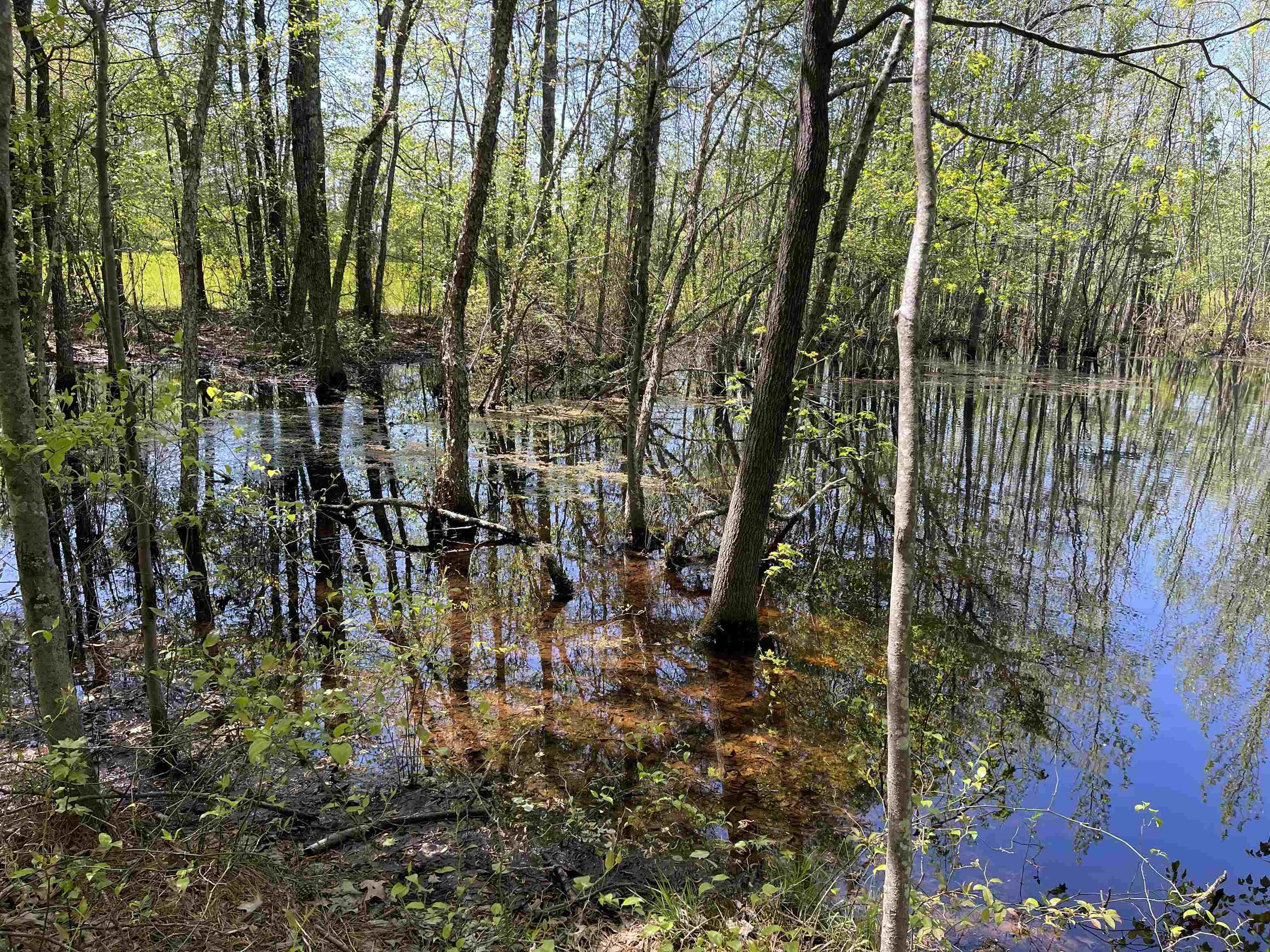 1 Woods Road Adamsville, TN 38310 - Photo 12 of 24 a view of yard