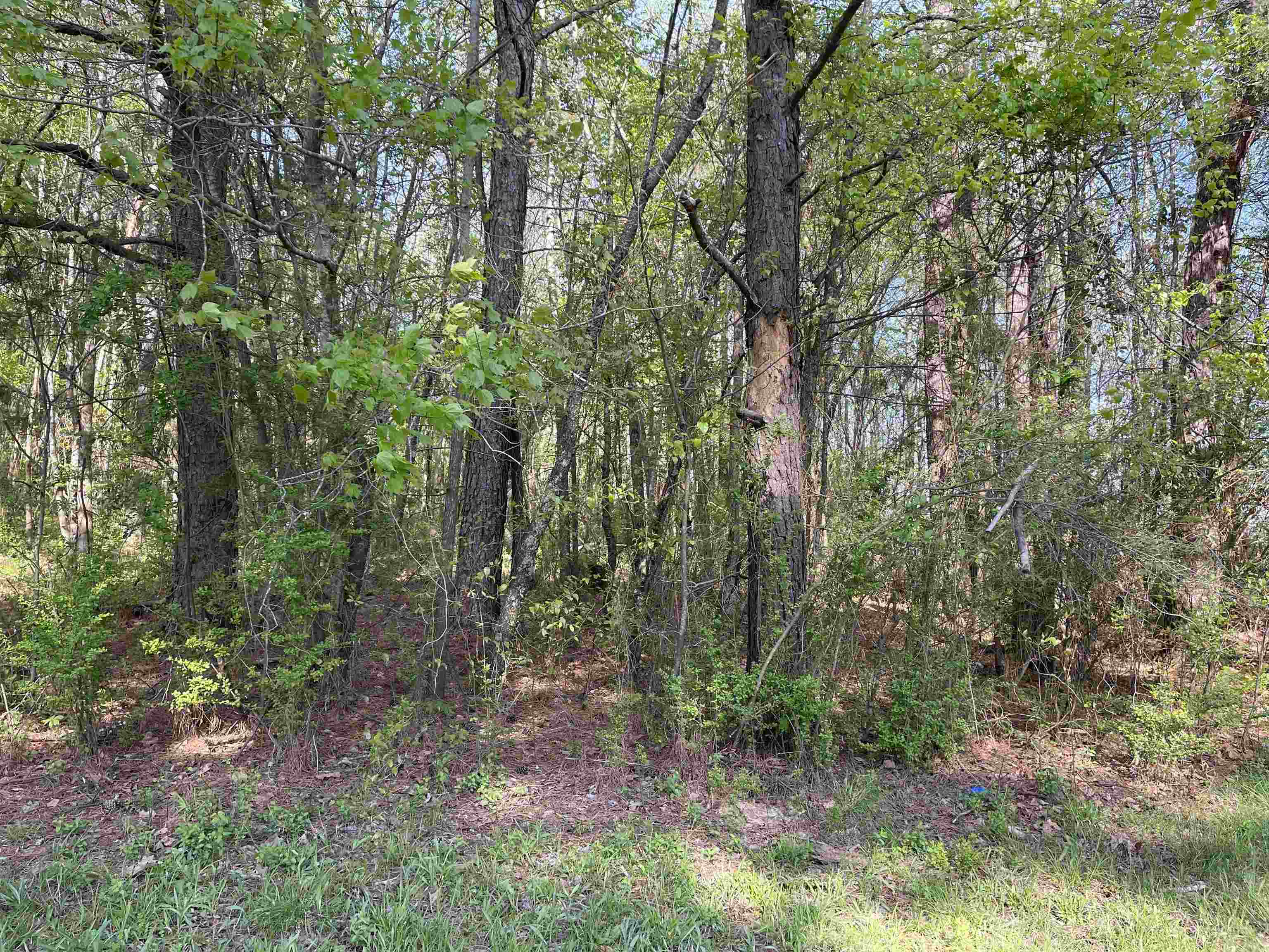 1 Woods Road Adamsville, TN 38310 - Photo 15 of 24 a view of a forest with lots of trees