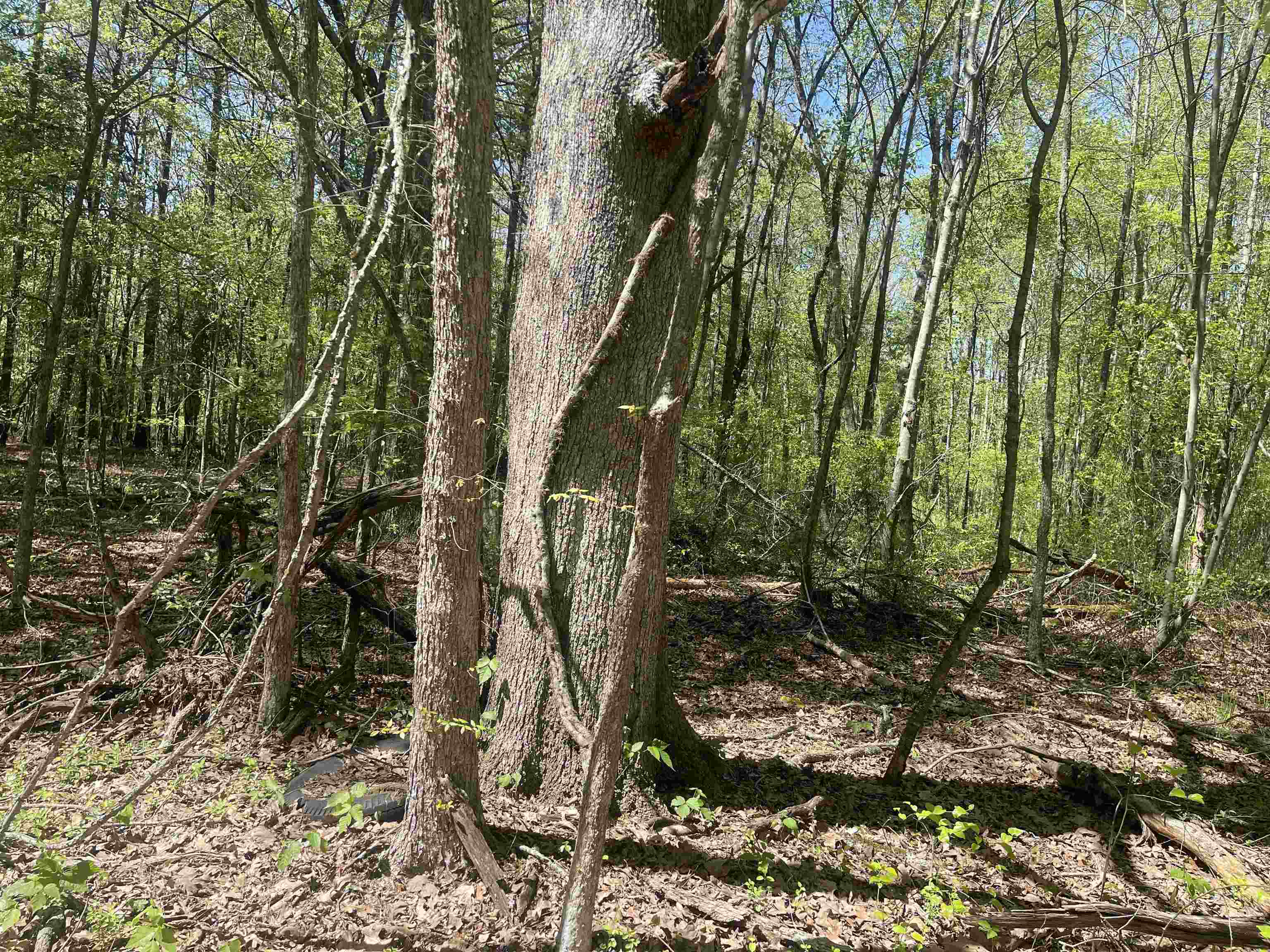 1 Woods Road Adamsville, TN 38310 - Photo 16 of 24 a view of a yard with plants and trees