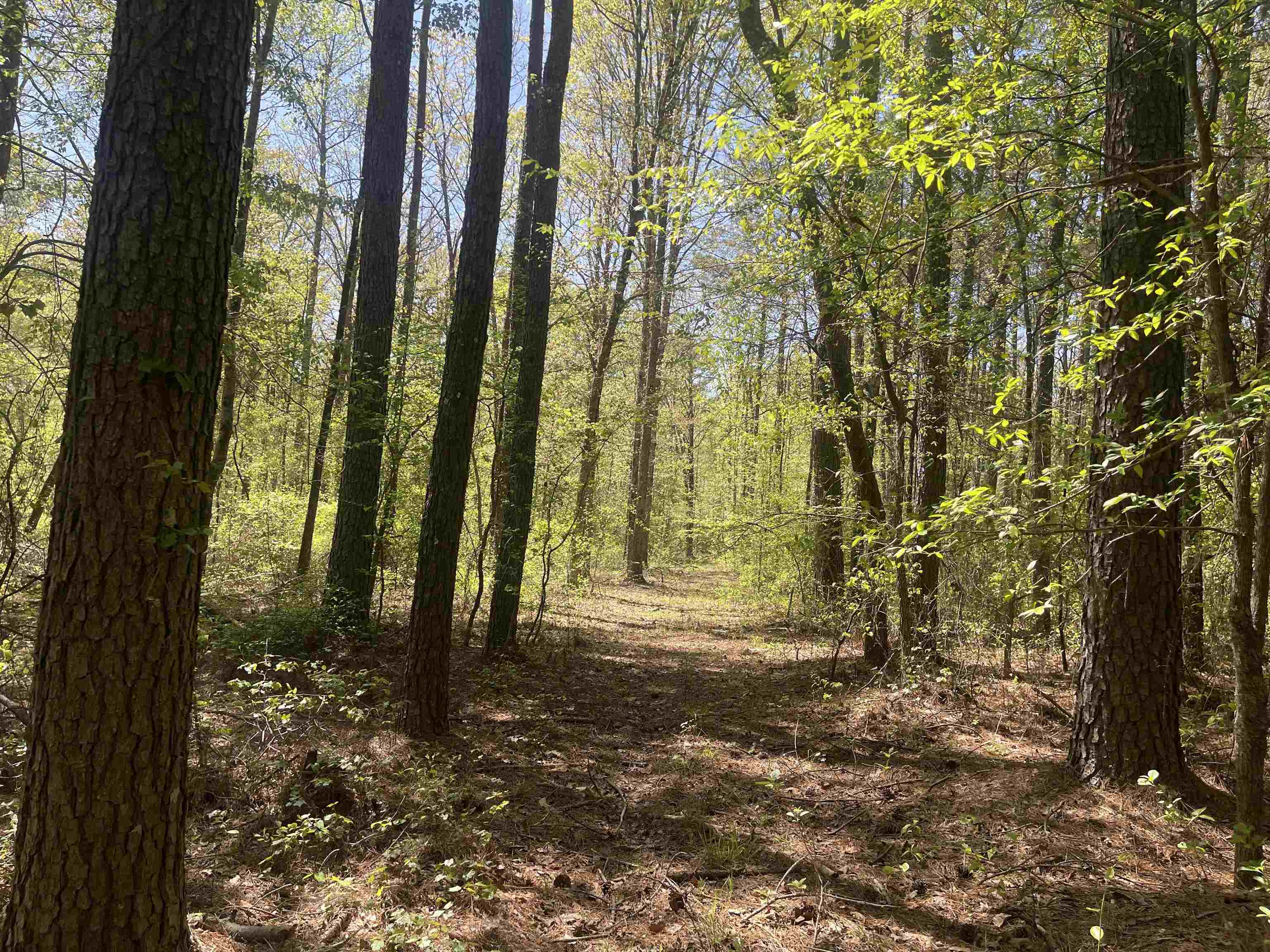 1 Woods Road Adamsville, TN 38310 - Photo 19 of 24 a view of outdoor space and yard