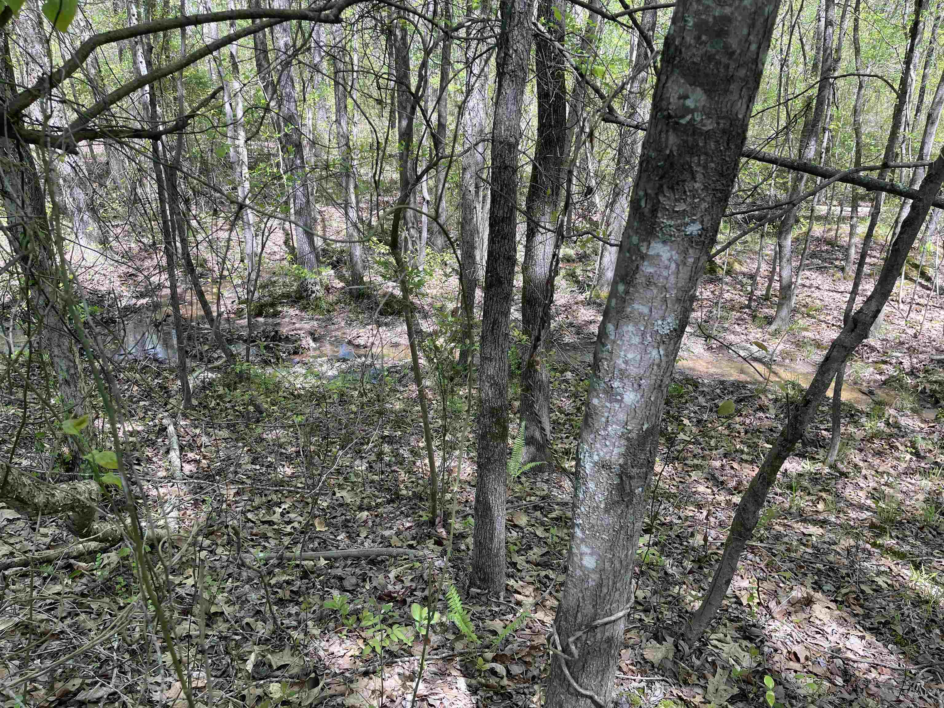 1 Woods Road Adamsville, TN 38310 - Photo 21 of 24 a view of forest