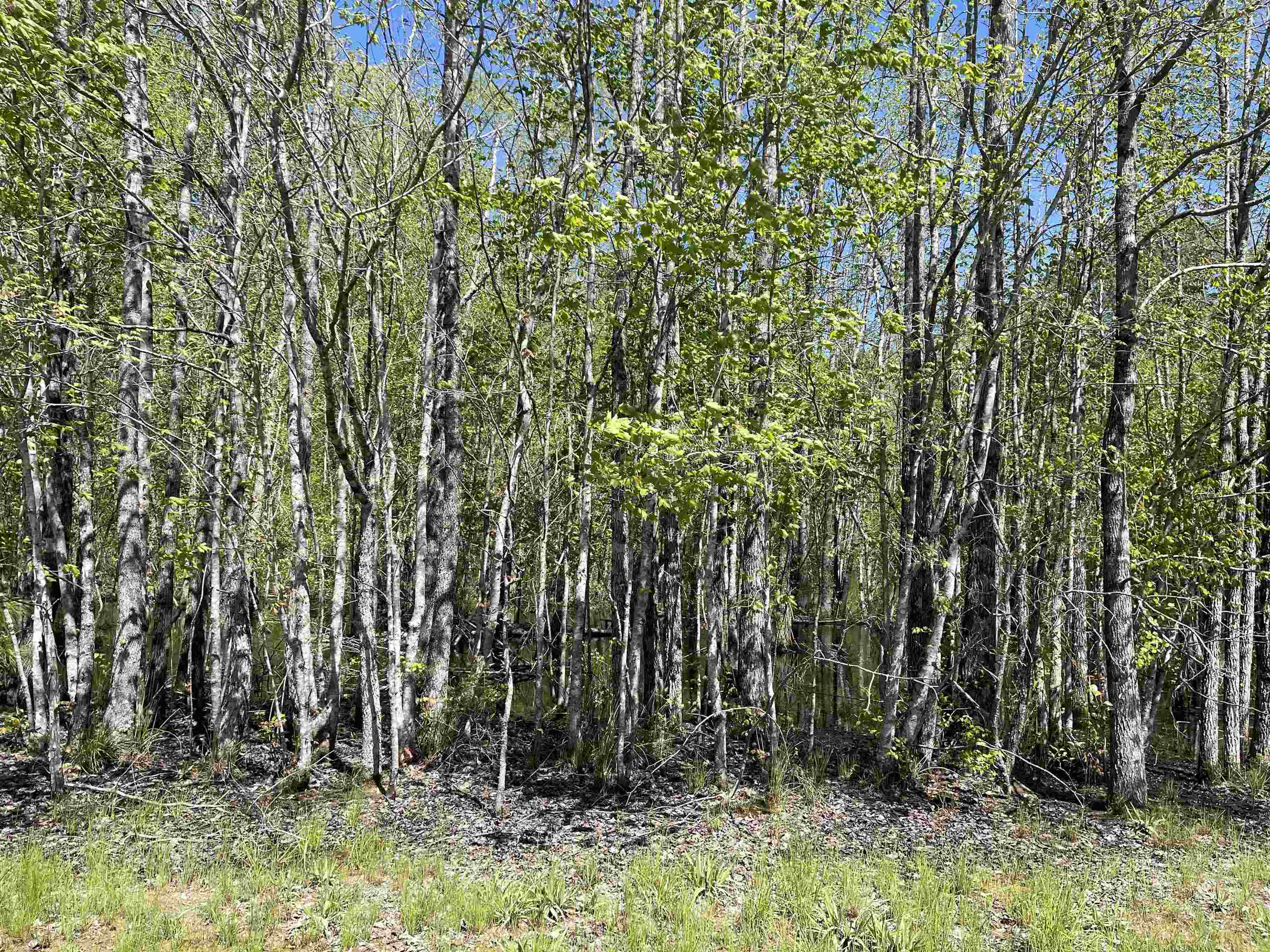 1 Woods Road Adamsville, TN 38310 - Photo 23 of 24 a view of a backyard
