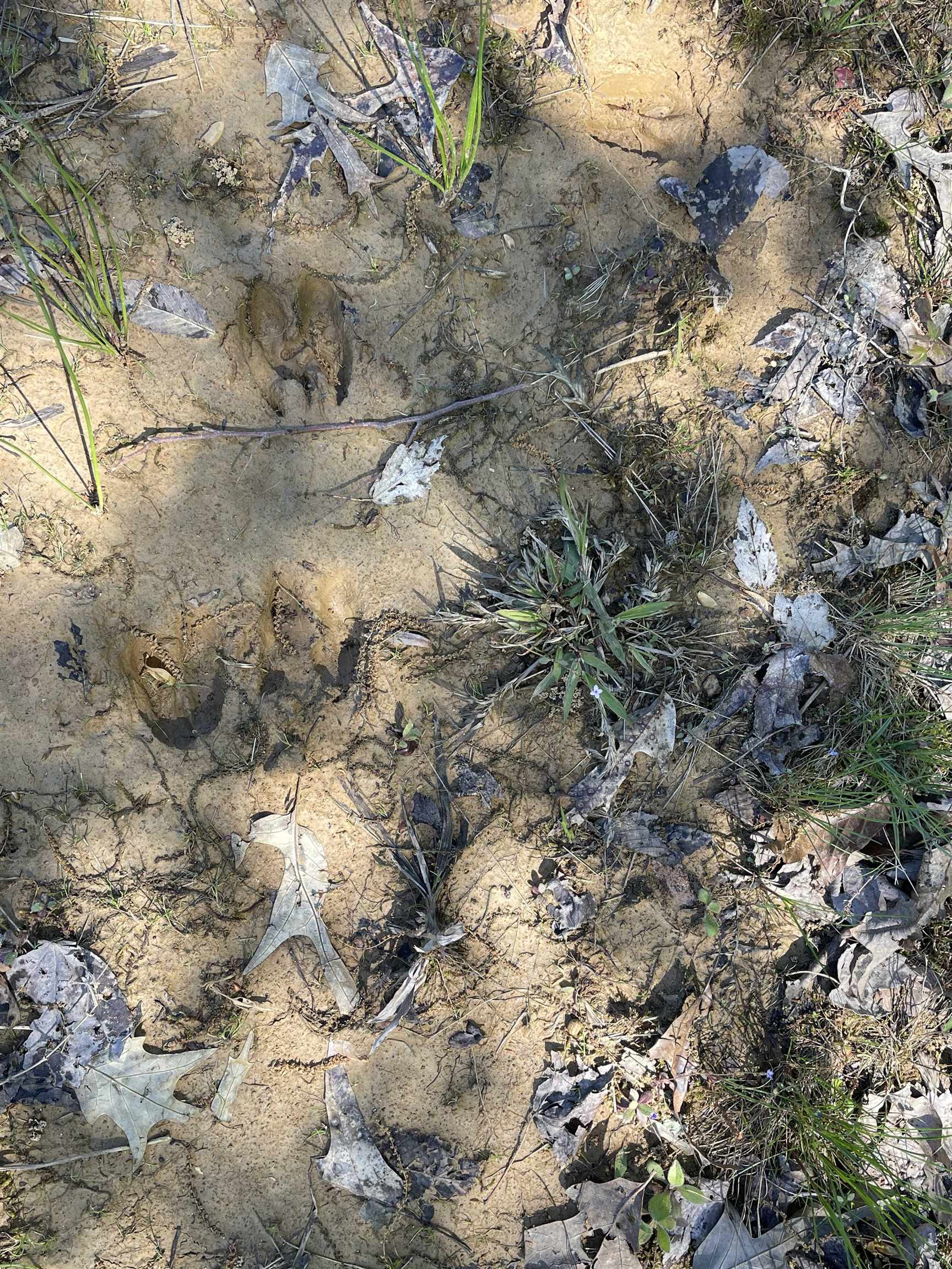 1 Woods Road Adamsville, TN 38310 - Photo 3 of 24 a view of a tree