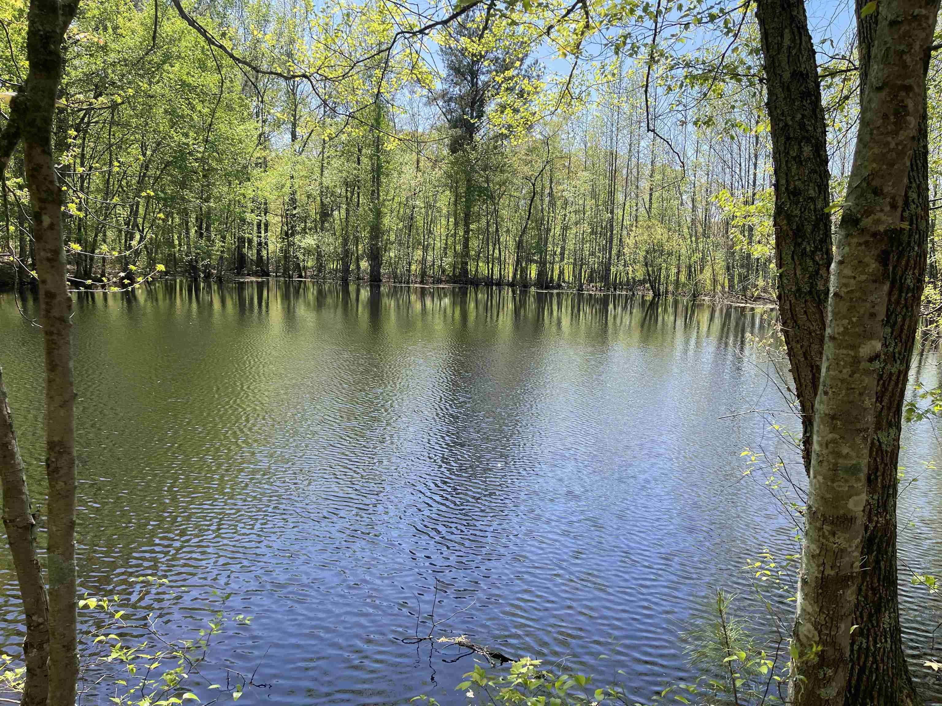 1 Woods Road Adamsville, TN 38310 - Photo 4 of 24 a view of a lake with a large trees