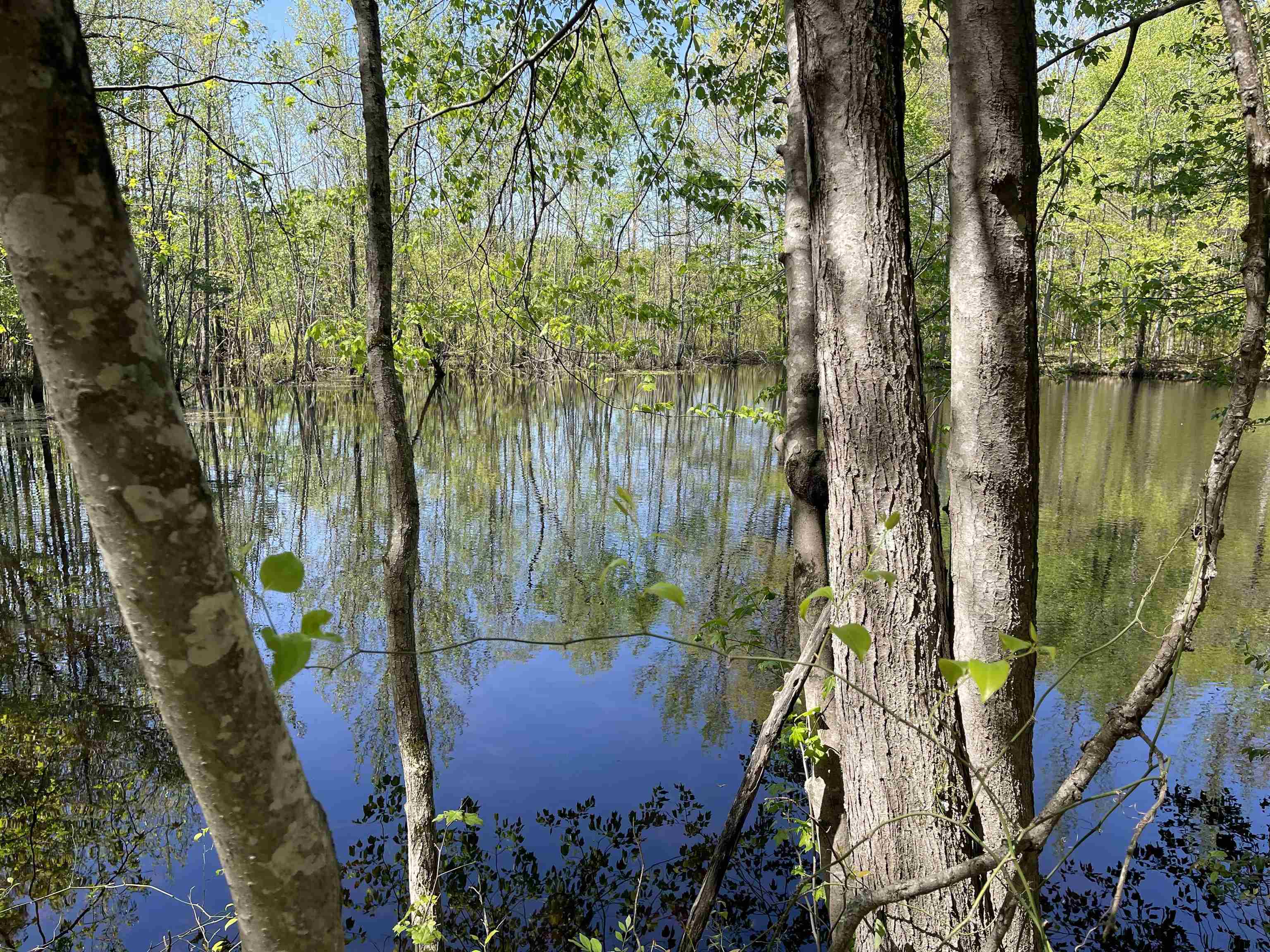 1 Woods Road Adamsville, TN 38310 - Photo 7 of 24 a view of lake