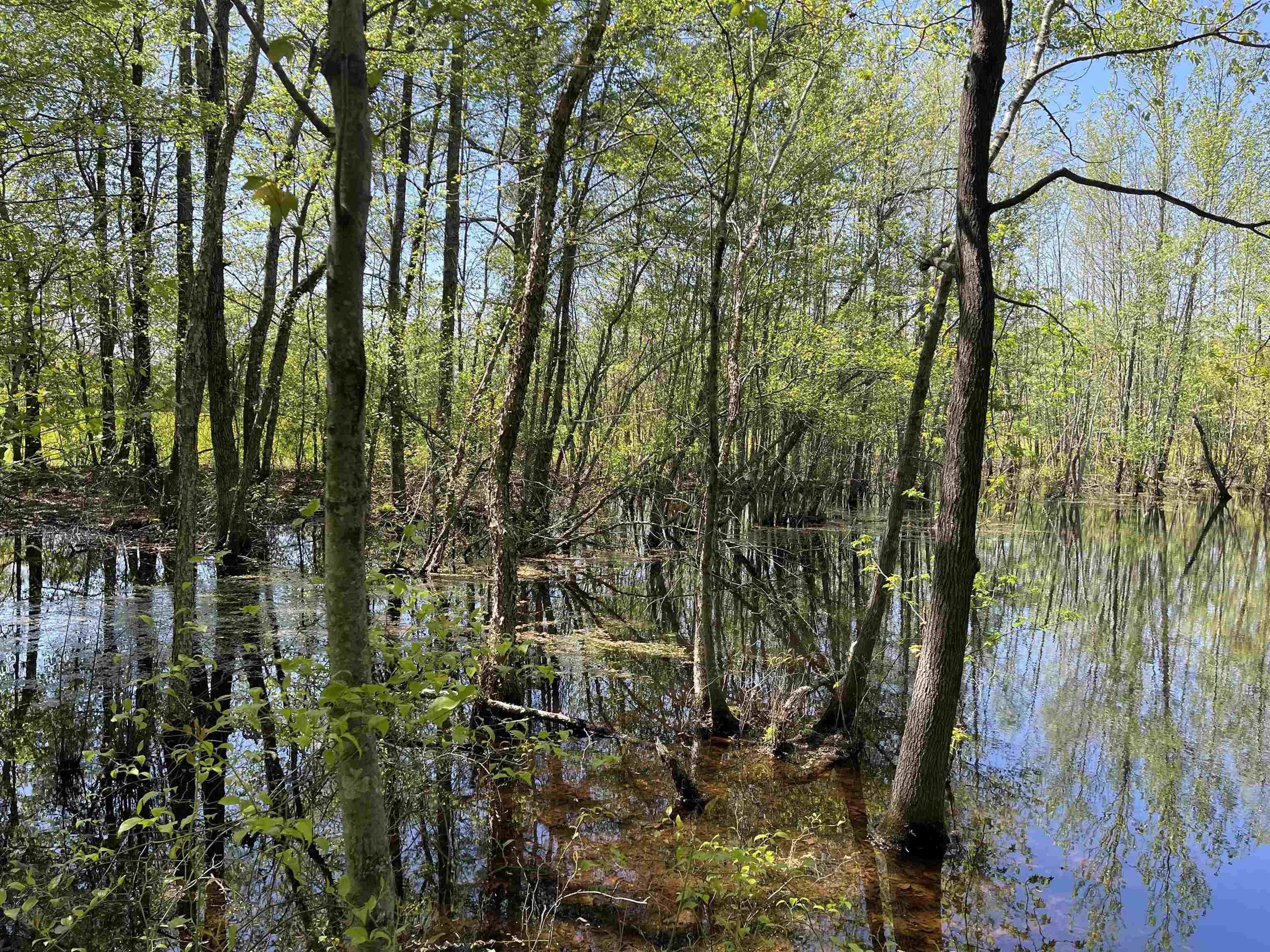 1 Woods Road Adamsville, TN 38310 - Photo 8 of 24 a view of a lake view
