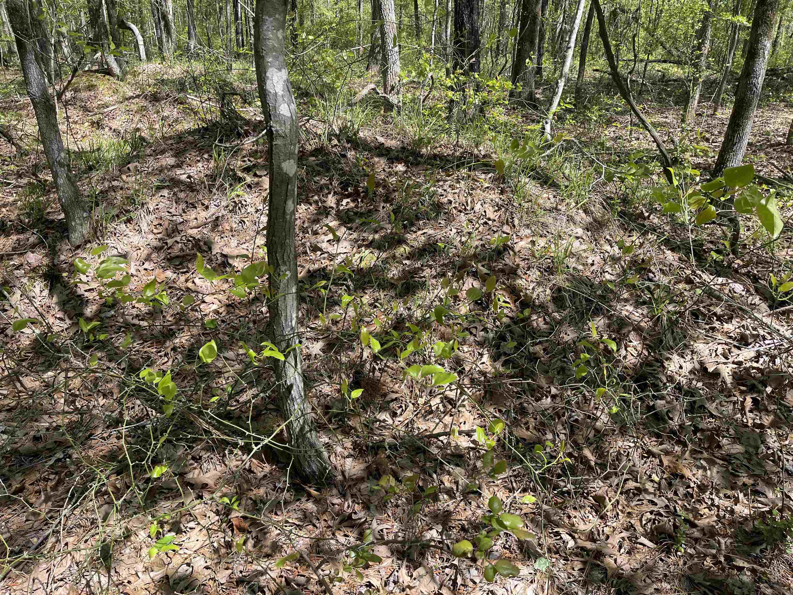 1 Woods Road Adamsville, TN 38310 - Photo 9 of 24 a view of a tree