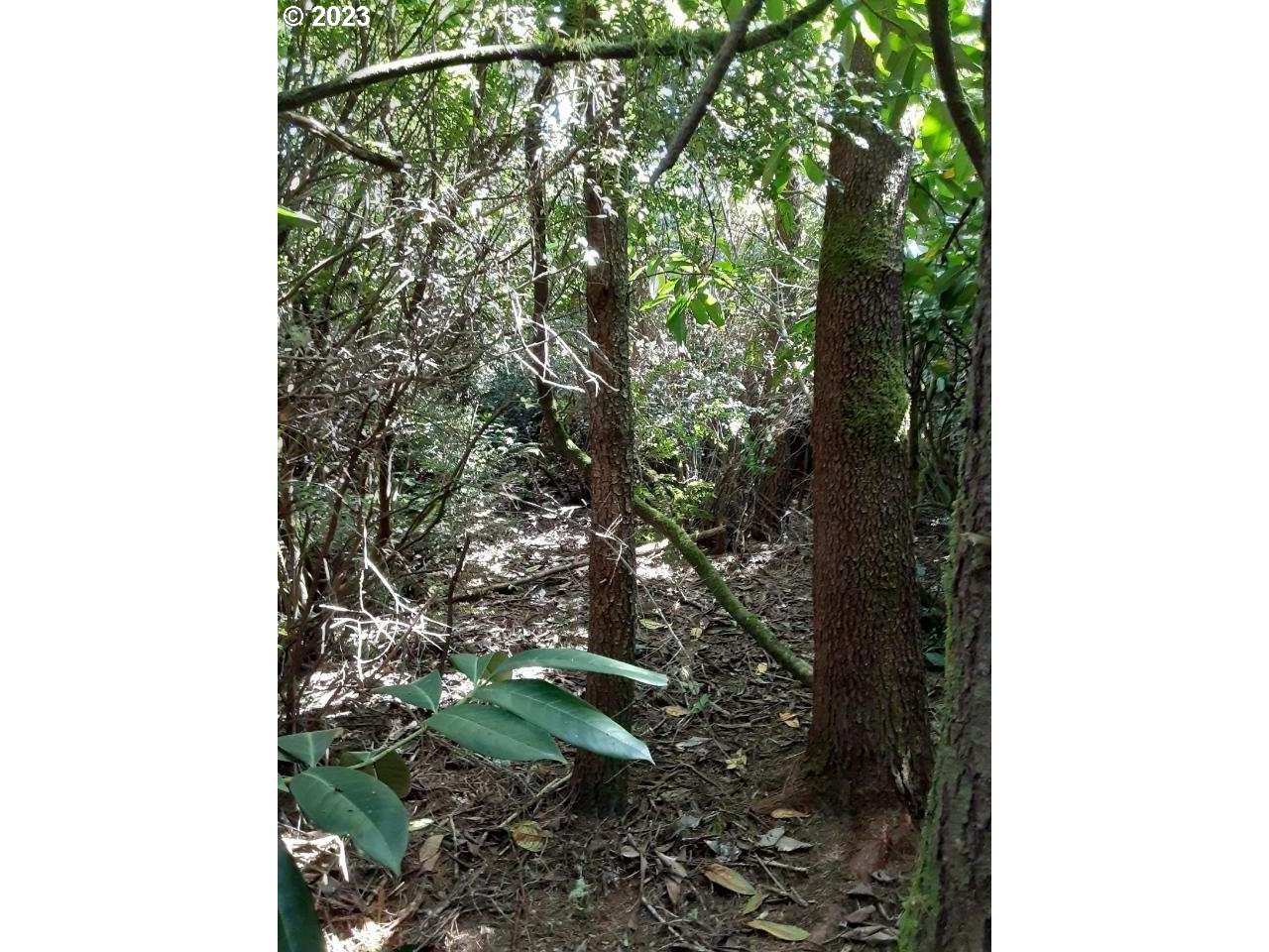 Alder Street Florence, OR 97439 - Photo 3 of 8 a view of a forest