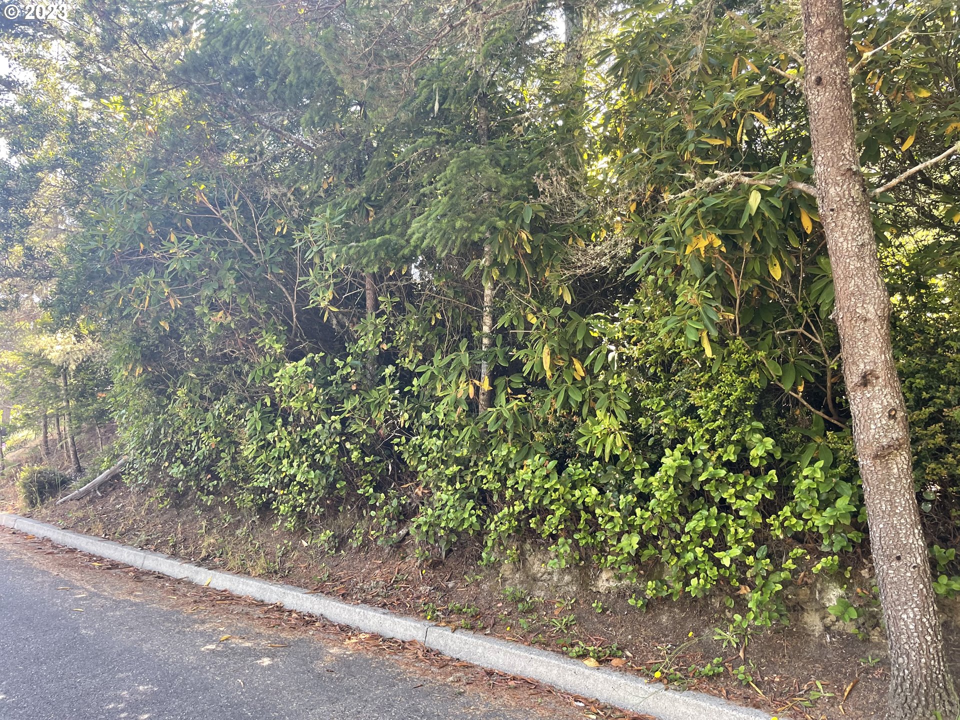 Alder Street Florence, OR 97439 - Photo 8 of 8 a backyard of a house with lots of green space