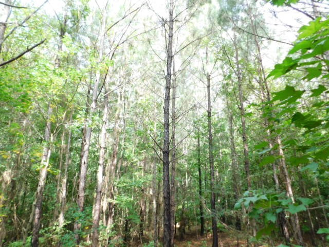 0 Browns Wells Road Wesson, MS 39191 - Photo 12 of 21 Photo 12