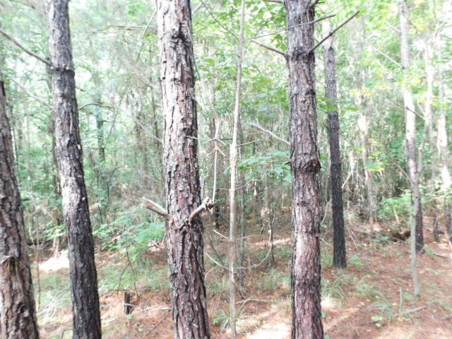 0 Browns Wells Road Wesson, MS 39191 - Photo 13 of 21 Photo 13