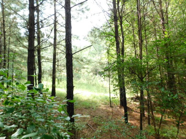 0 Browns Wells Road Wesson, MS 39191 - Photo 15 of 21 Photo 15
