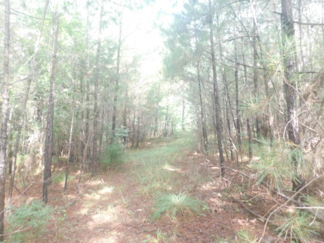 0 Browns Wells Road Wesson, MS 39191 - Photo 4 of 21 Photo 4