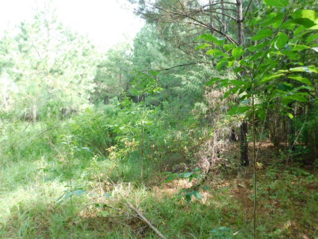 0 Browns Wells Road Wesson, MS 39191 - Photo 5 of 21 Photo 5