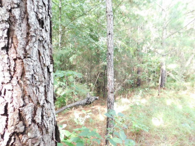 0 Browns Wells Road Wesson, MS 39191 - Photo 6 of 21 Photo 6