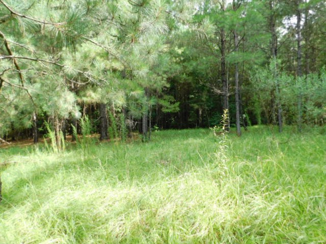 0 Browns Wells Road Wesson, MS 39191 - Photo 7 of 21 Photo 7