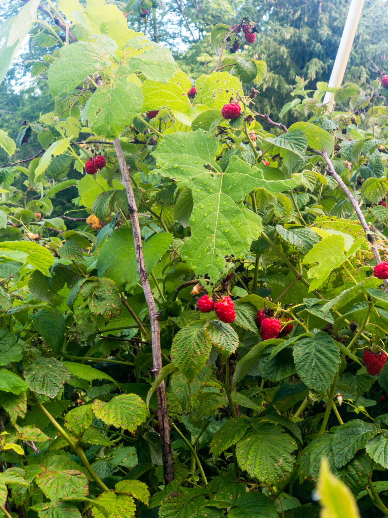 30 Belgrade Road Mount Vernon, ME 04352 - Photo 11 of 44 raspberry's