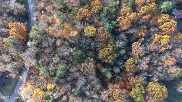 a view of a forest