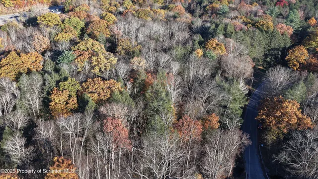 a view of a forest with a tree