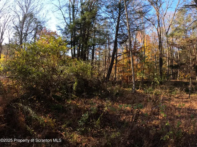 a view of a tree in a yard