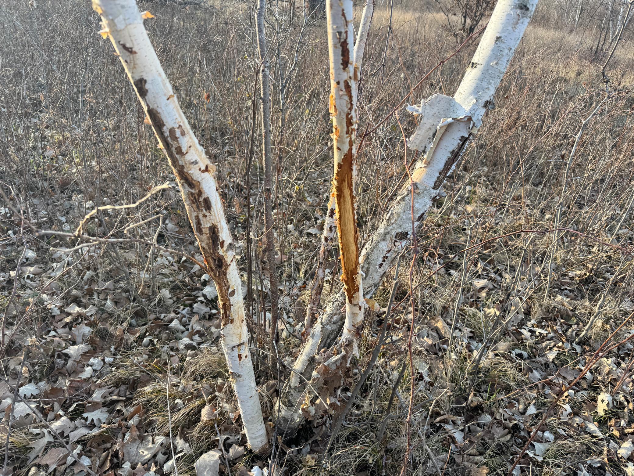 Tbd 294th Street Sebeka, MN 56477 - Photo 16 of 37