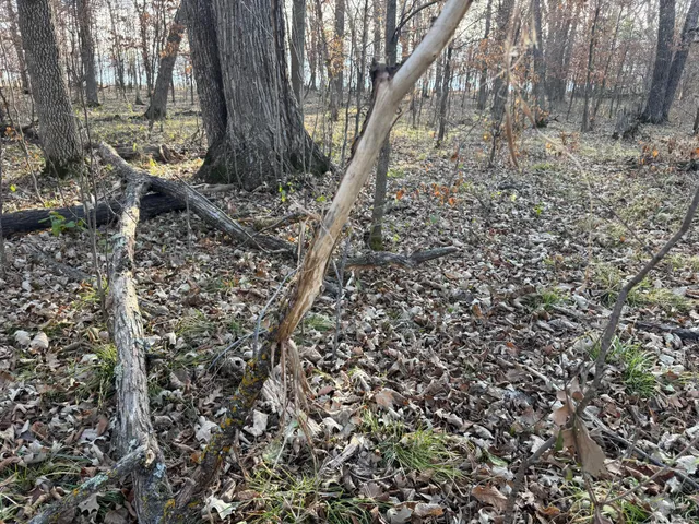 $385,000 | Tbd 294th Street, Sebeka, MN 56477