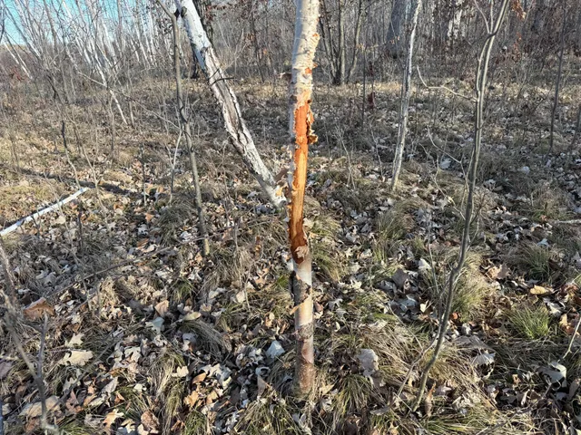 $385,000 | Tbd 294th Street, Sebeka, MN 56477