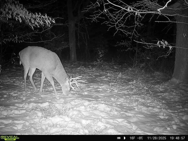 $385,000 | Tbd 294th Street, Sebeka, MN 56477