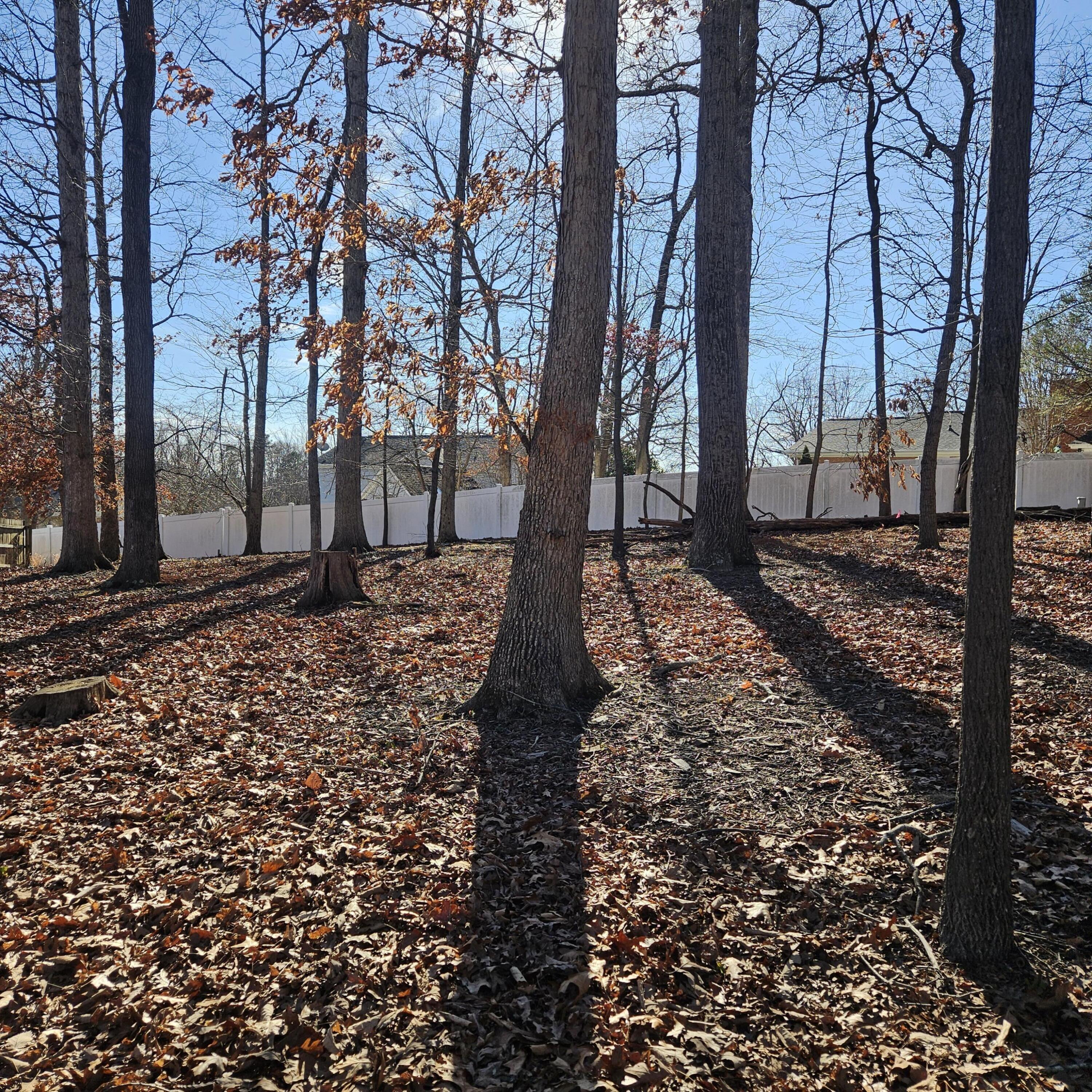 Lot 59 Macgregor Drive Blue Ridge, VA 24064 - Photo 2 of 5 a large tree in a yard