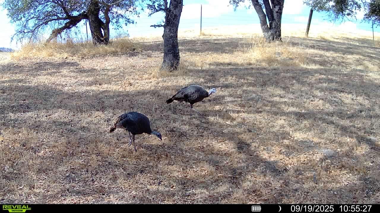4068 Little John Road Copperopolis, CA 95228 - Photo 48 of 50 a backyard of a house with lots of green space