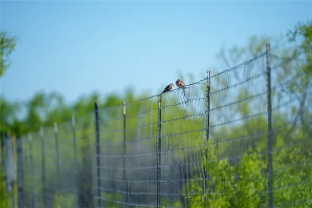 a green field with some trees in the background