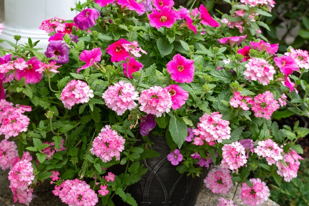 49 Beaver Street, Unit 49 Franklin, MA 02038 - Photo 42 of 46 a view of a flower flowers