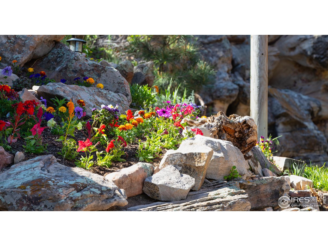 370 Blue Mountain Trail Lyons, CO 80540 - Photo 28 of 37 a picture of flowers and trees