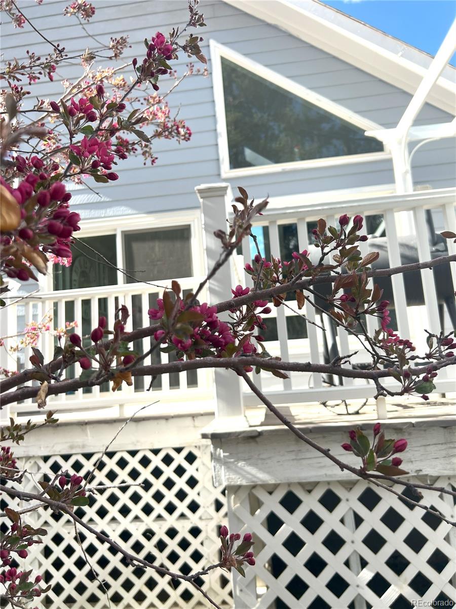 137 Bob Cat Trail Bailey, CO 80421 - Photo 38 of 46