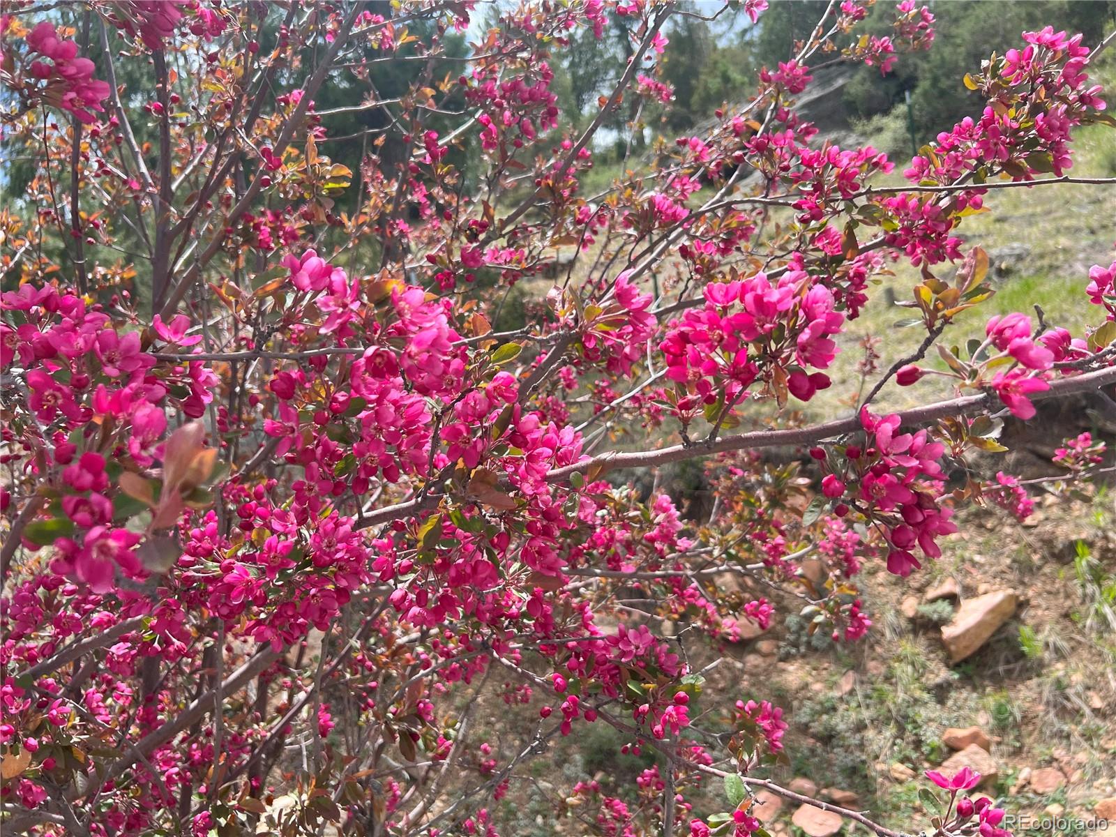 137 Bob Cat Trail Bailey, CO 80421 - Photo 40 of 46 a picture of flowers