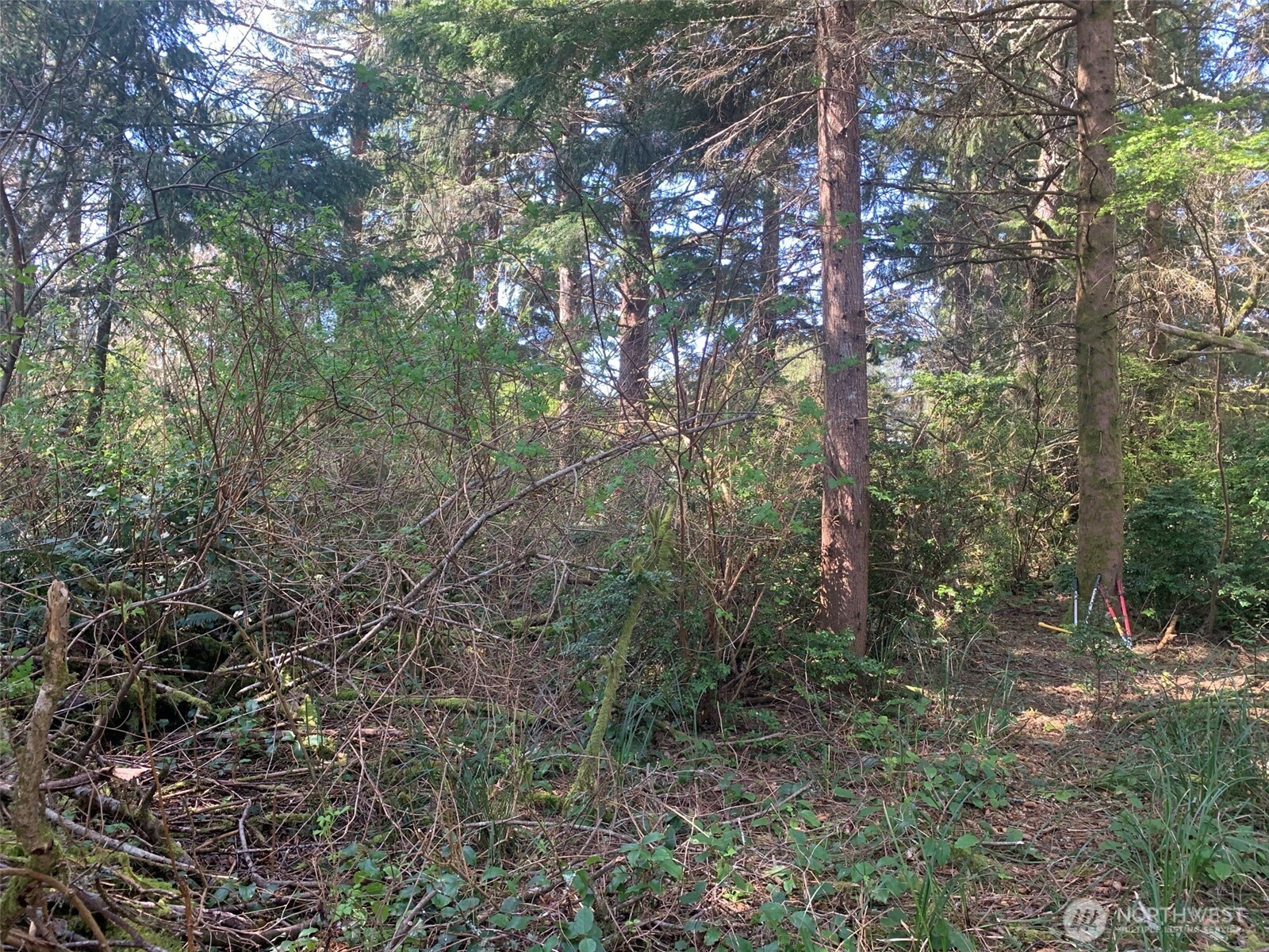 609 Weatherwax Loop Northeast Ocean Shores, WA 98569 - Photo 5 of 12 a view of a forest with trees in the background