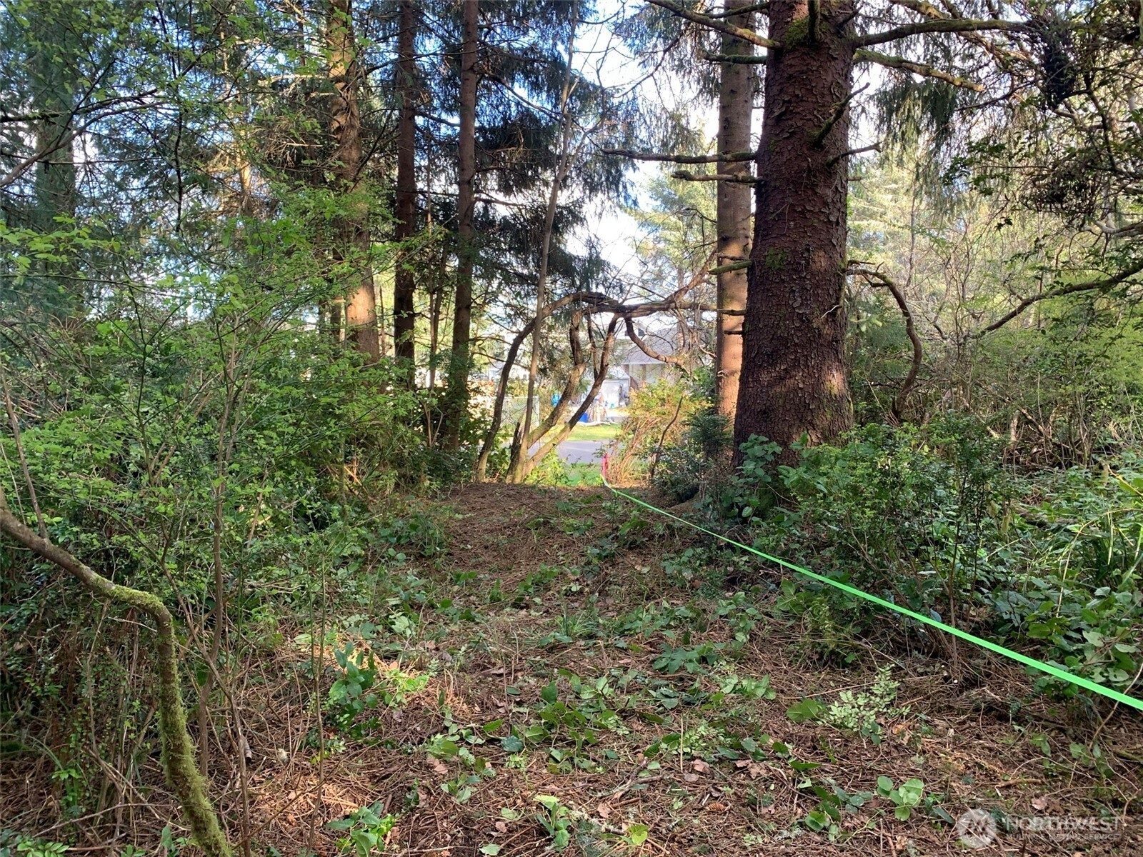 609 Weatherwax Loop Northeast Ocean Shores, WA 98569 - Photo 6 of 12 a view of a yard with a tree