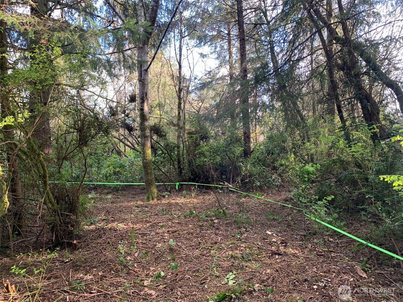 609 Weatherwax Loop Northeast Ocean Shores, WA 98569 - Photo 7 of 12 a backyard of a house with lots of green space