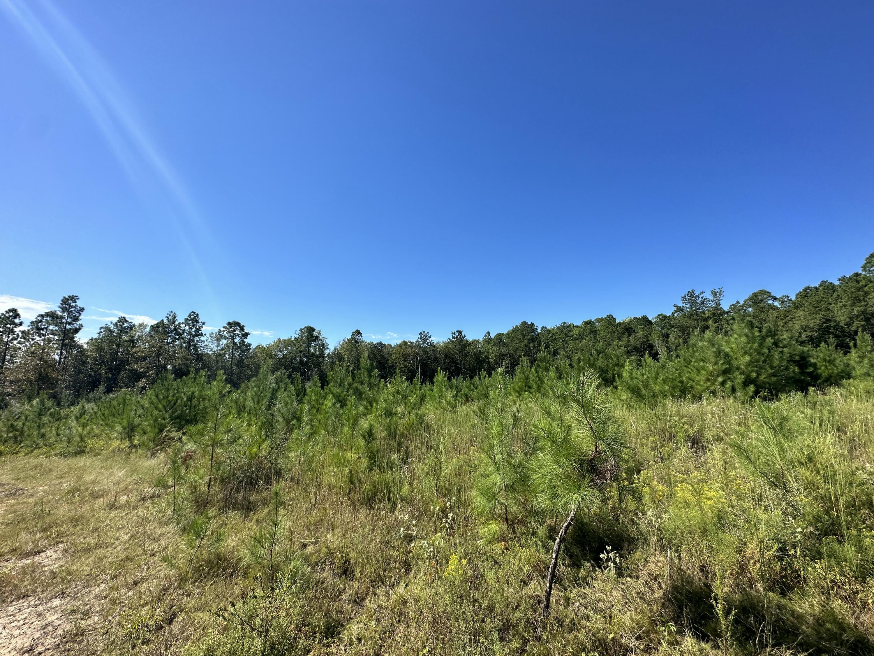 Parcel B Millside Road Laurel Hill, FL 32567 - Photo 2 of 12 a view of a lush green forest with a houses in the background