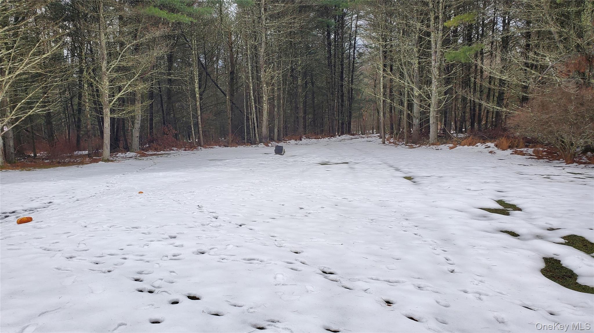 807 Beaver Brook Road Narrowsburg, NY 12764 - Photo 25 of 25 Snowy yard with a wooded view