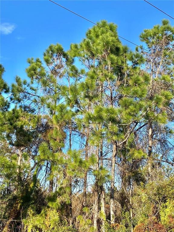 6070 East Arbuckle Road Avon Park, FL 33825 - Photo 2 of 5 a view of a tree with a yard