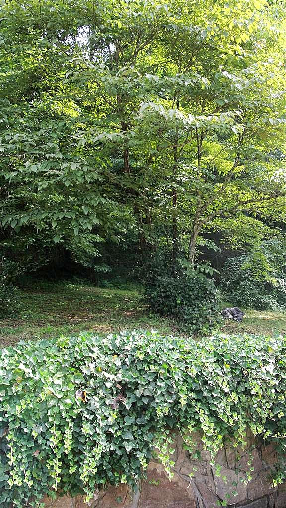 349 East Chestnut Hill Road Townsend, TN 37882 - Photo 22 of 26 DSC_6852