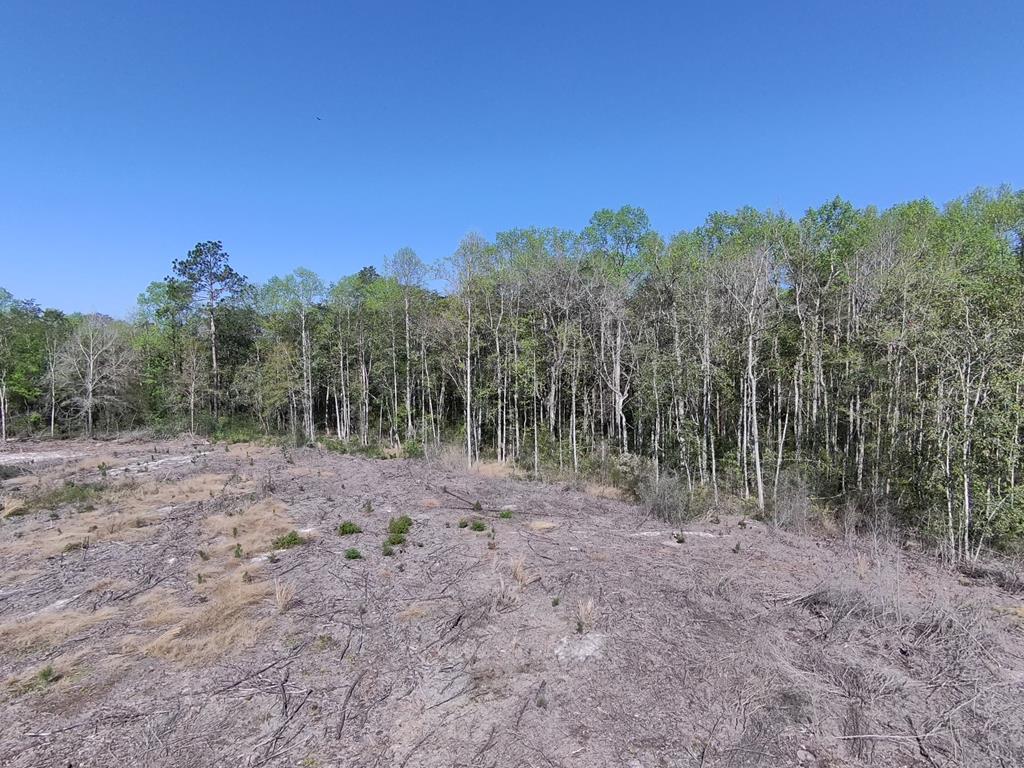 87 Highway 87 Samson, AL 36477 - Photo 15 of 47