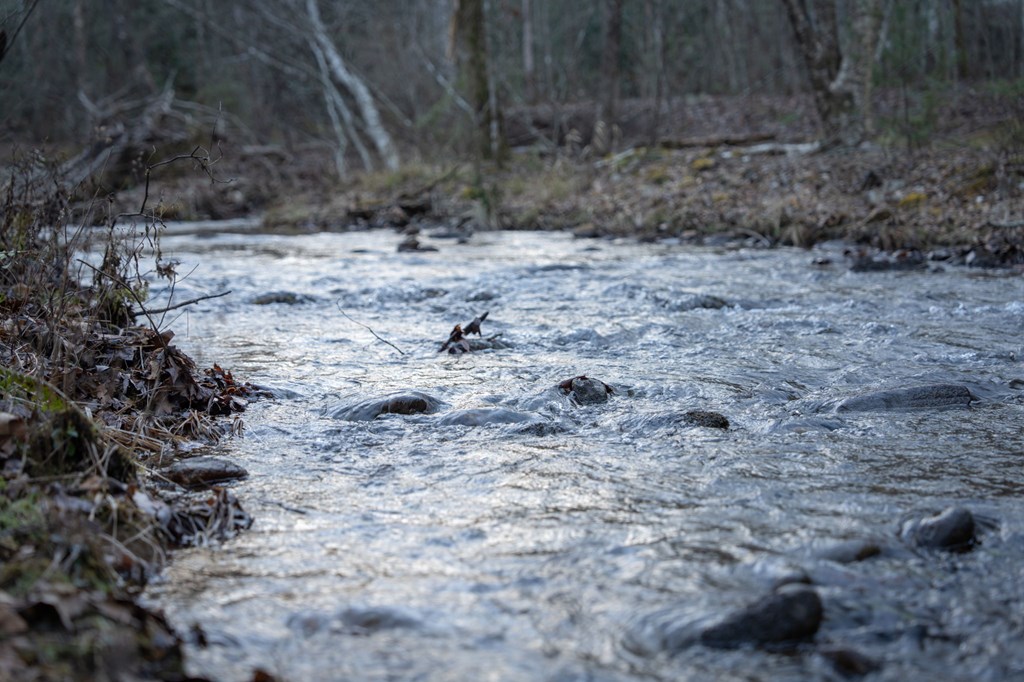 490 Red Wolf Run Franklin, NC 28734 - Photo 13 of 83