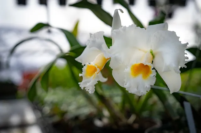 $4,490,000 | 490 Red Wolf Run, Franklin, NC 28734