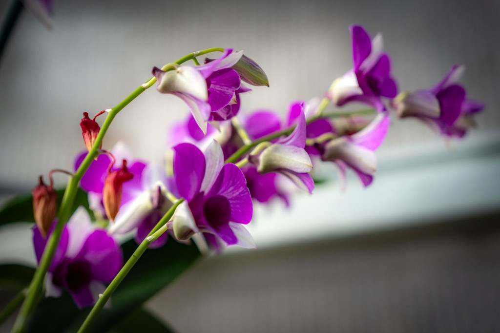 490 Red Wolf Run Franklin, NC 28734 - Photo 81 of 83