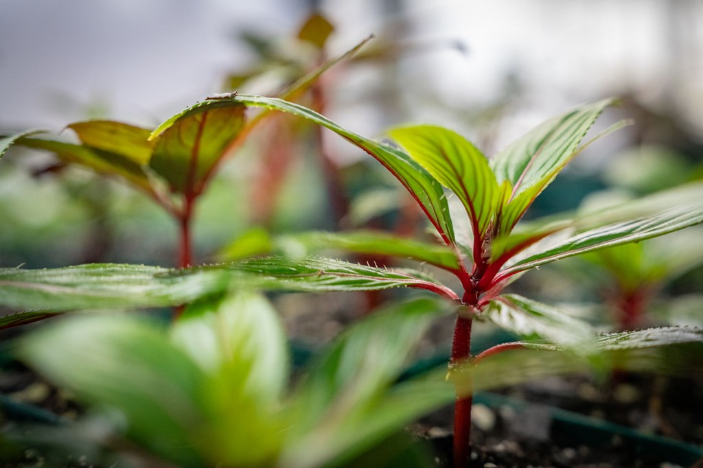 490 Red Wolf Run Franklin, NC 28734 - Photo 82 of 83