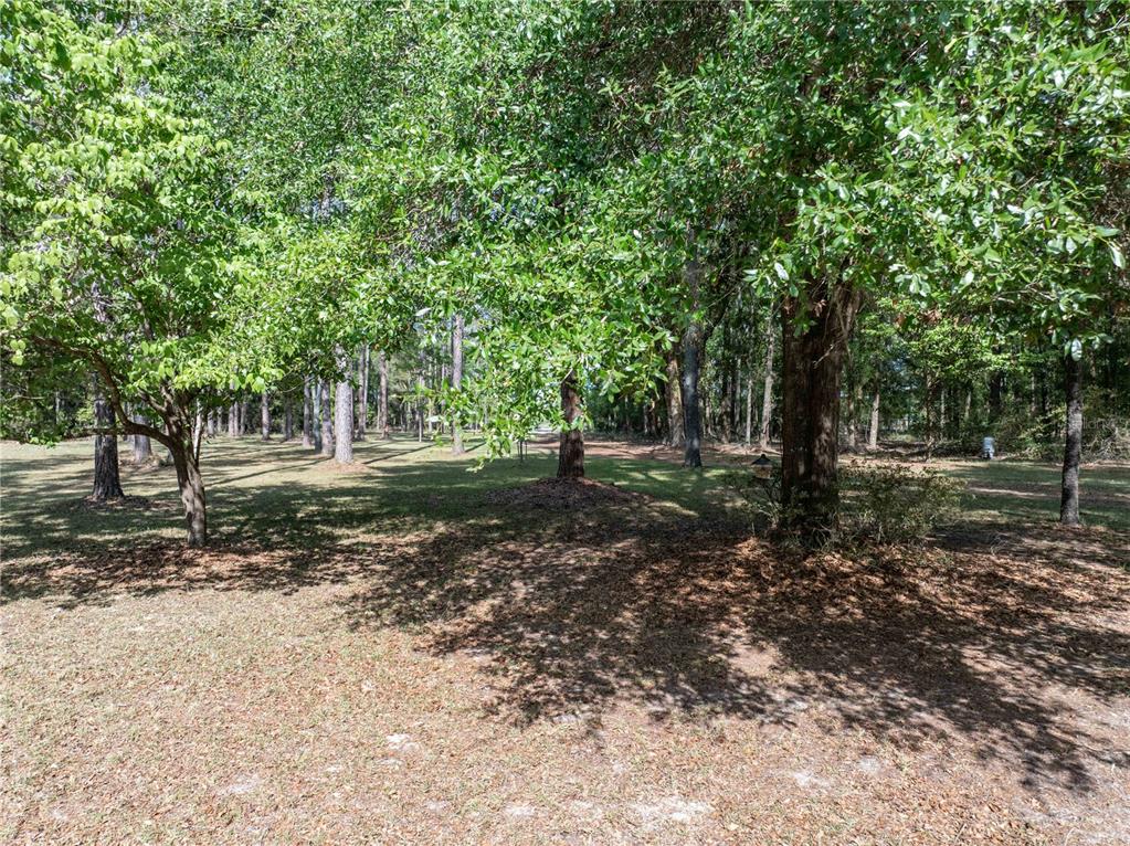 159 Southwest 70th Avenue Bell, FL 32619 - Photo 32 of 42 a view of a tree in the middle of a yard